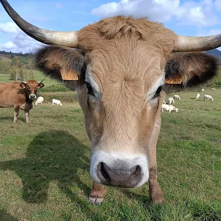 De Charme Classe 3 Etoiles Dans Ferme Du Xixe Restauree * Le Hohwald