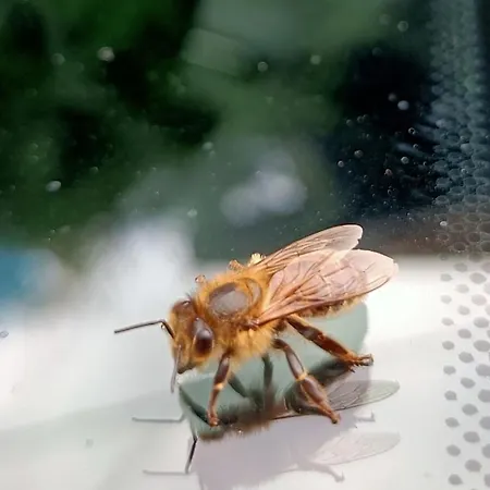 De Charme Classe 3 Etoiles Dans Ferme Du Xixe Restauree Appartement